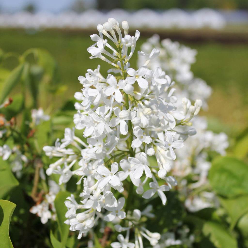 Syringa vulgaris Bloomables® 'NewAge White' PP32670 (white)
