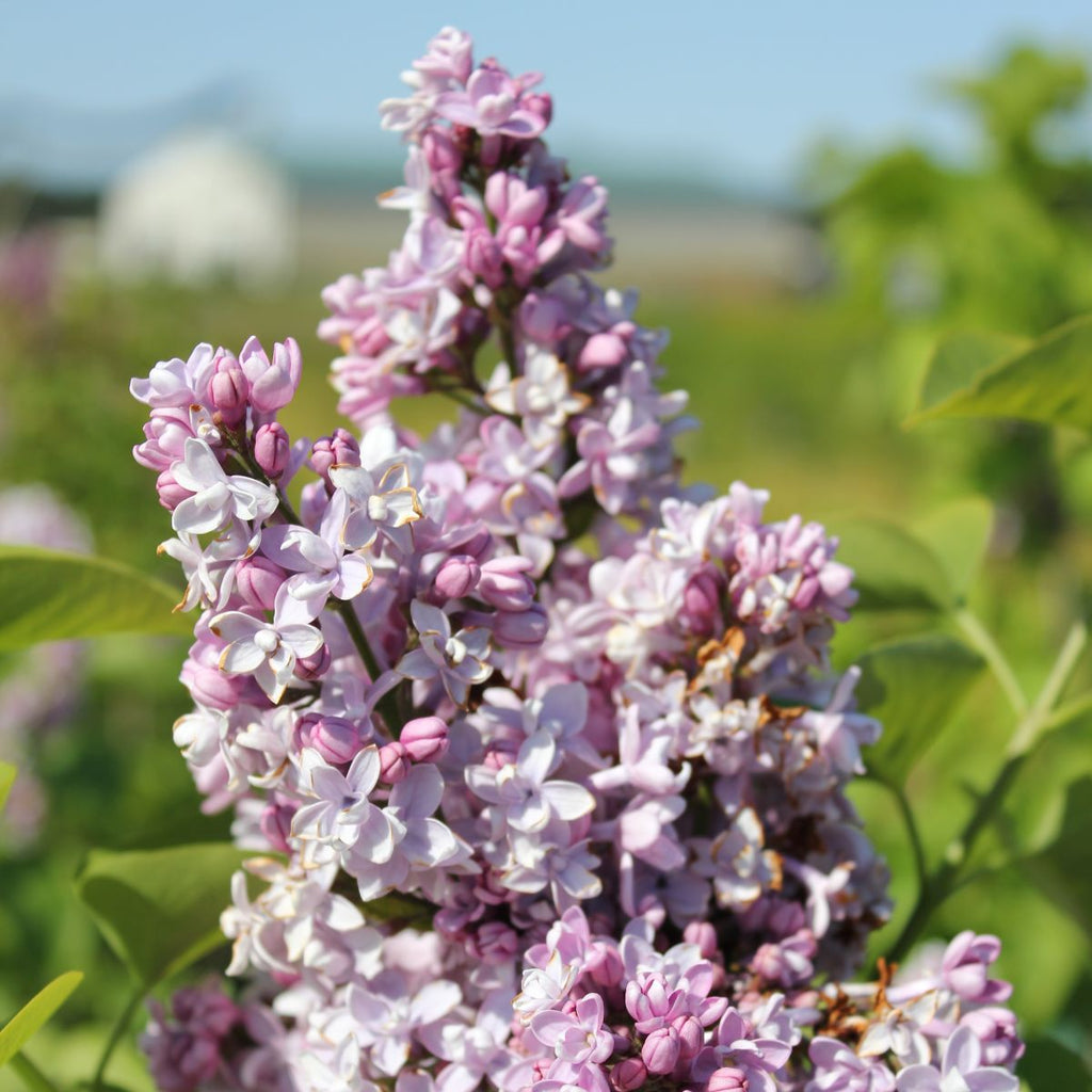 Syringa vulgaris 'Charles Joly' (rose)