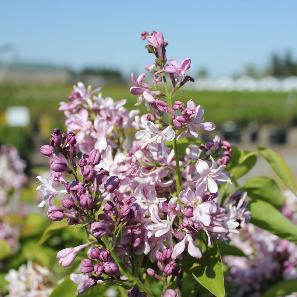 Syringa vulgaris 'Edward J. Gardener' (lavender)