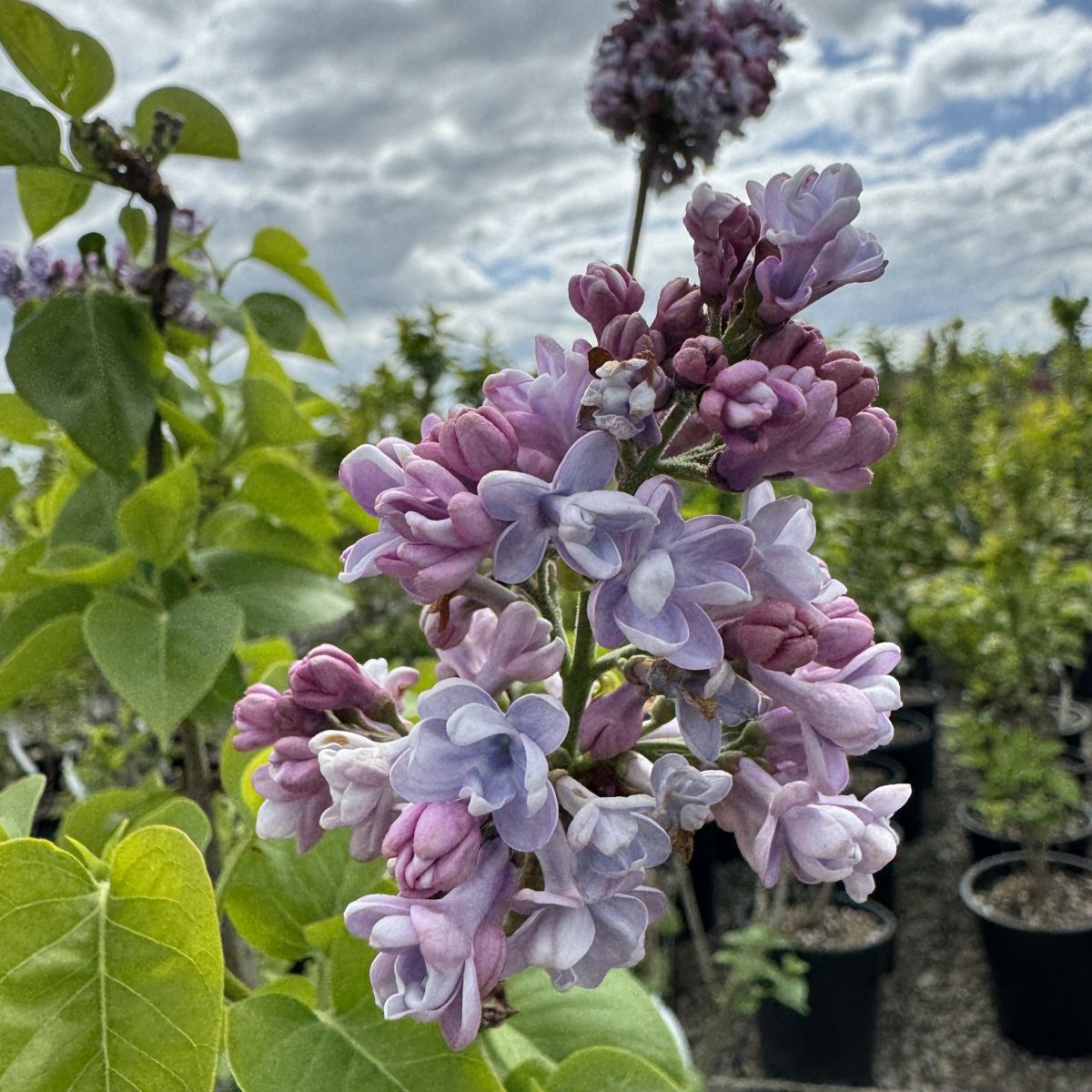 Syringa vulgaris 'Katherine Havermeyer' (blue)