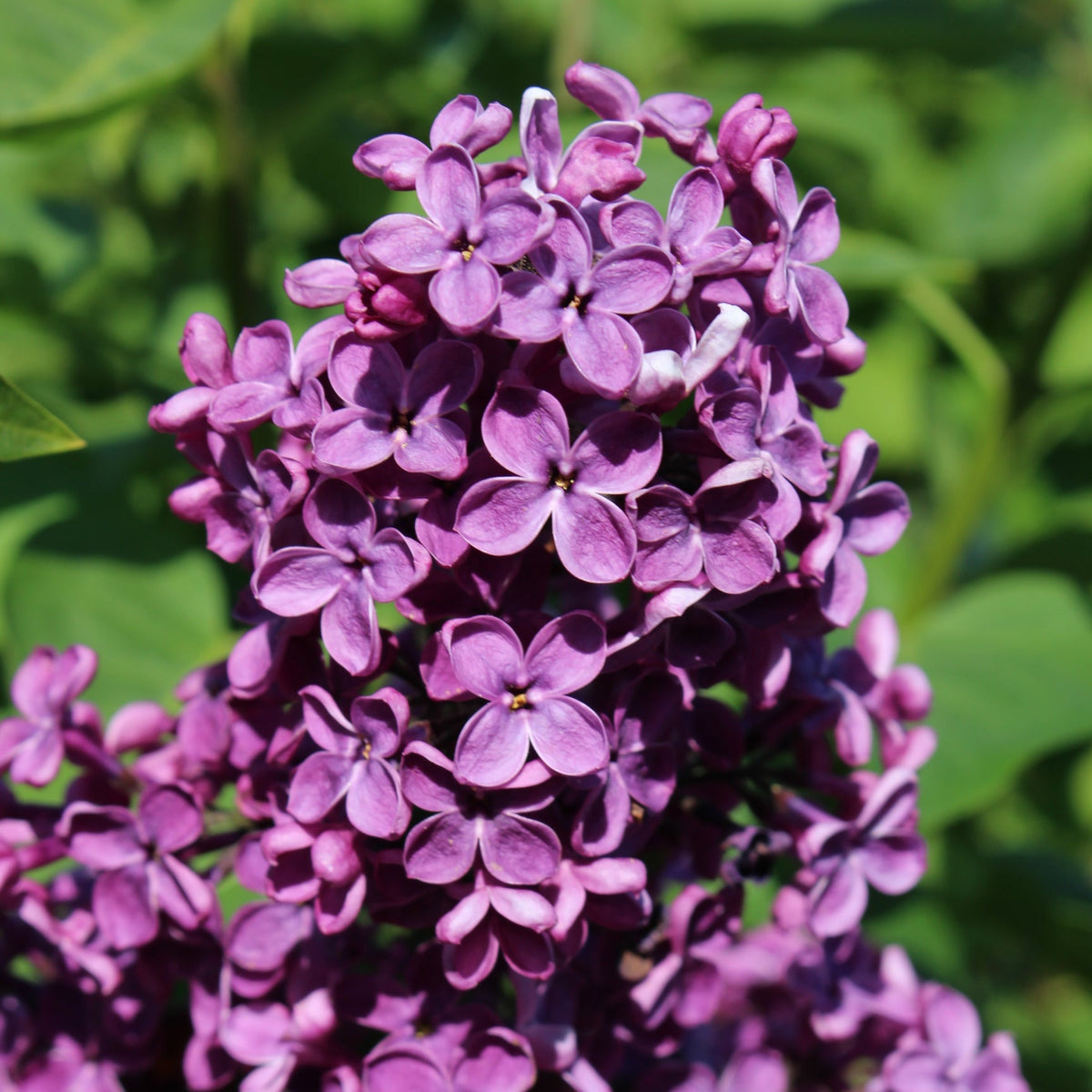 Syringa vulgaris 'Ludwig Spaeth' (purple)