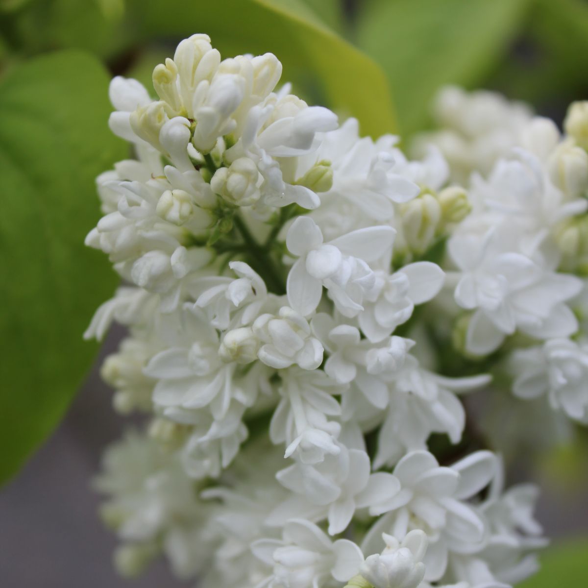 Syringa vulgaris 'Mme. Lemoine' (white)
