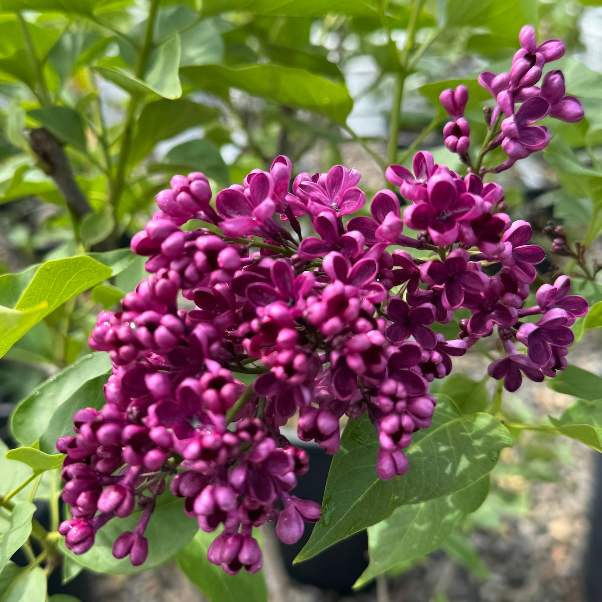 Syringa vulgaris 'Sarah Sands' (purple)
