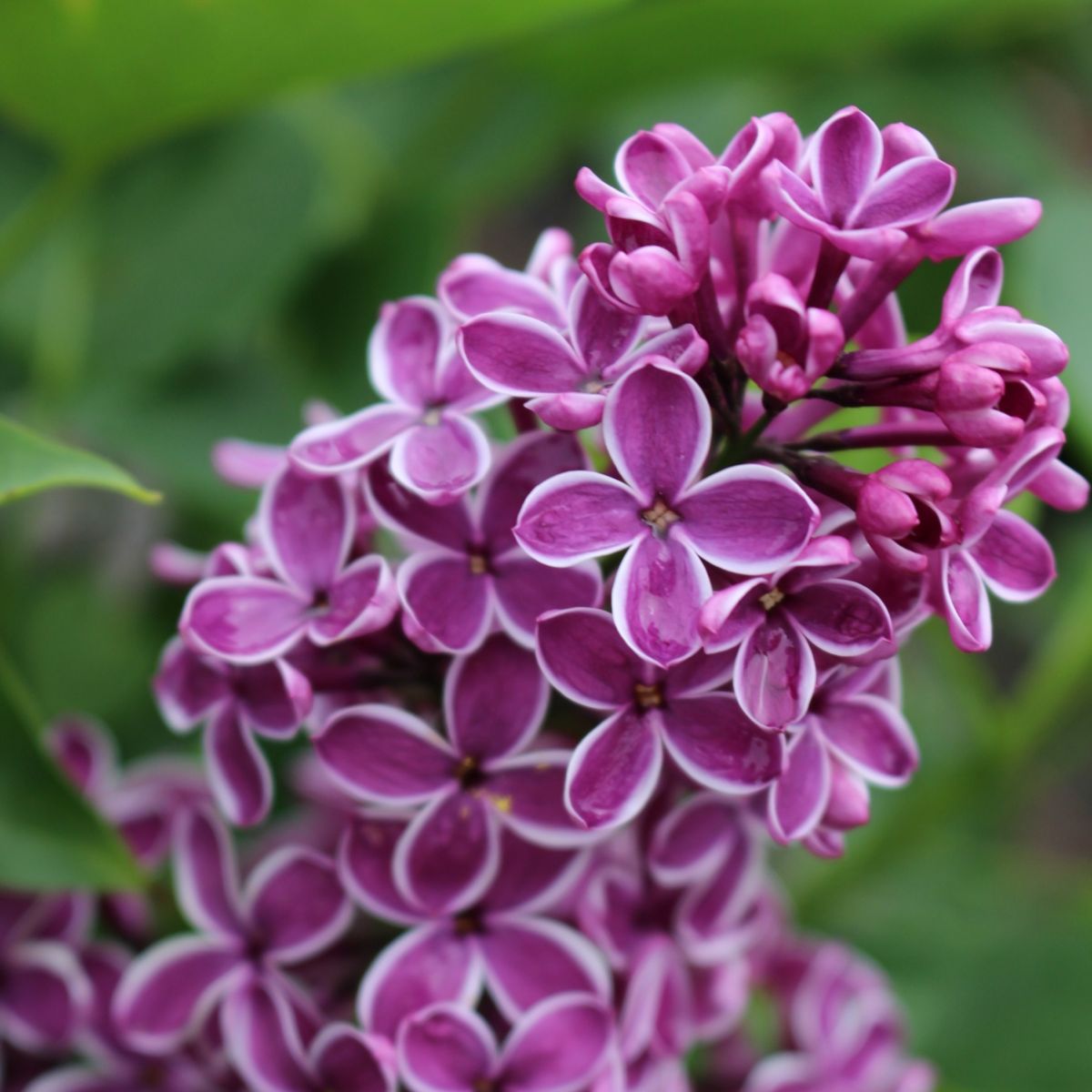 Syringa vulgaris 'Sensation' (white/purple)