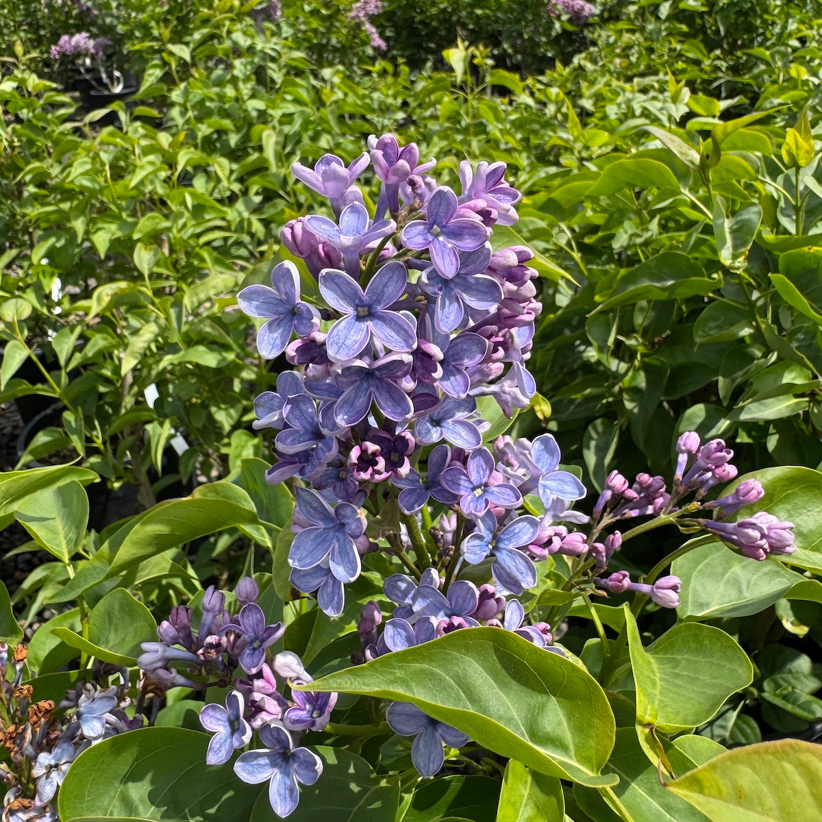 Syringa vulgaris 'Wonderblue' (blue)