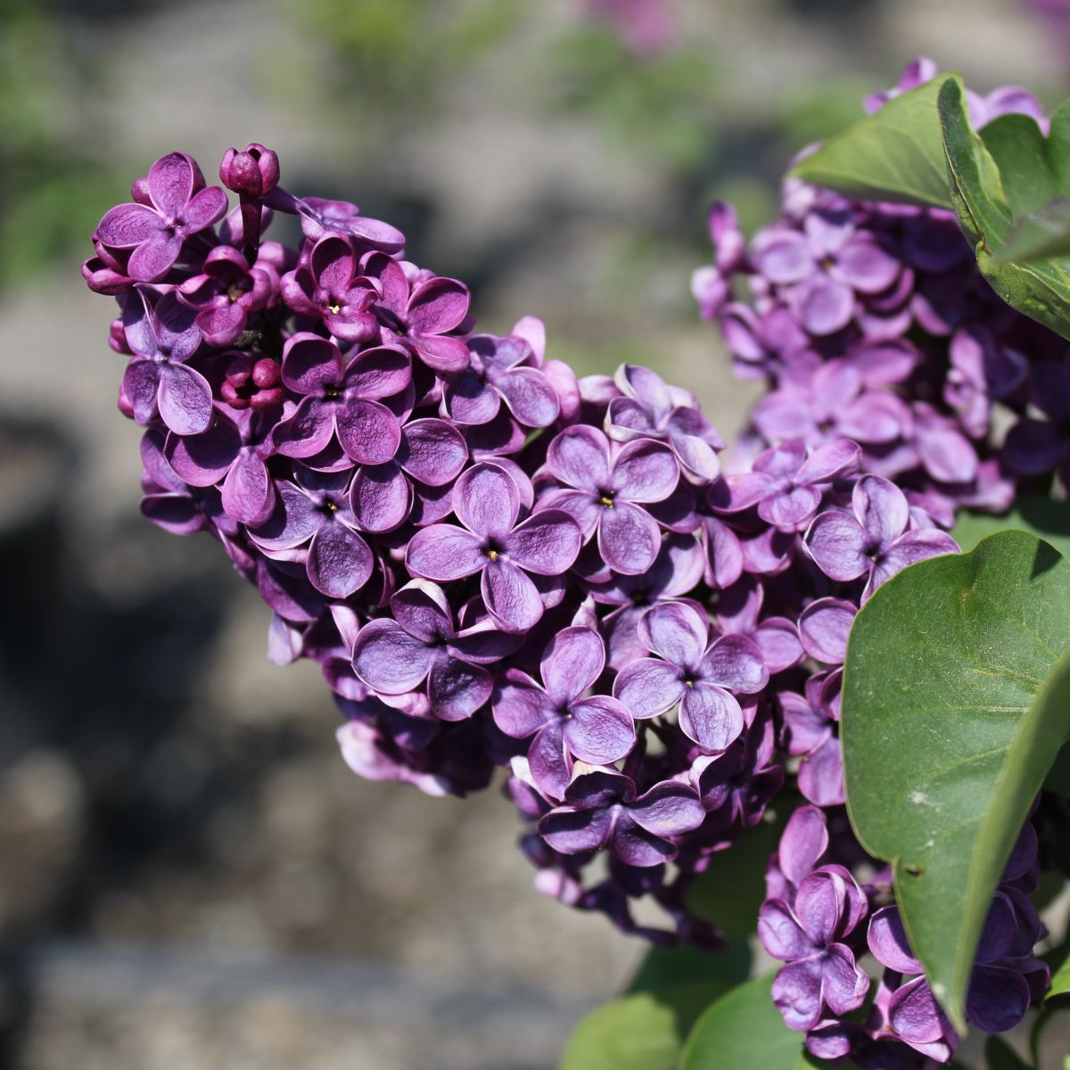 Syringa vulgaris 'Yankee Doodle' (purple)