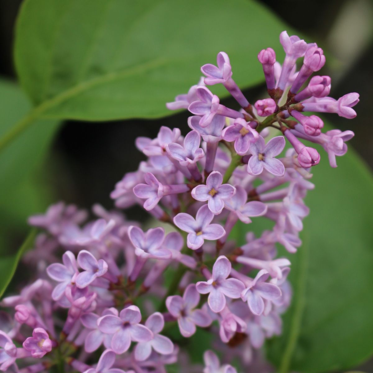 Syringa vulgaris (purple)