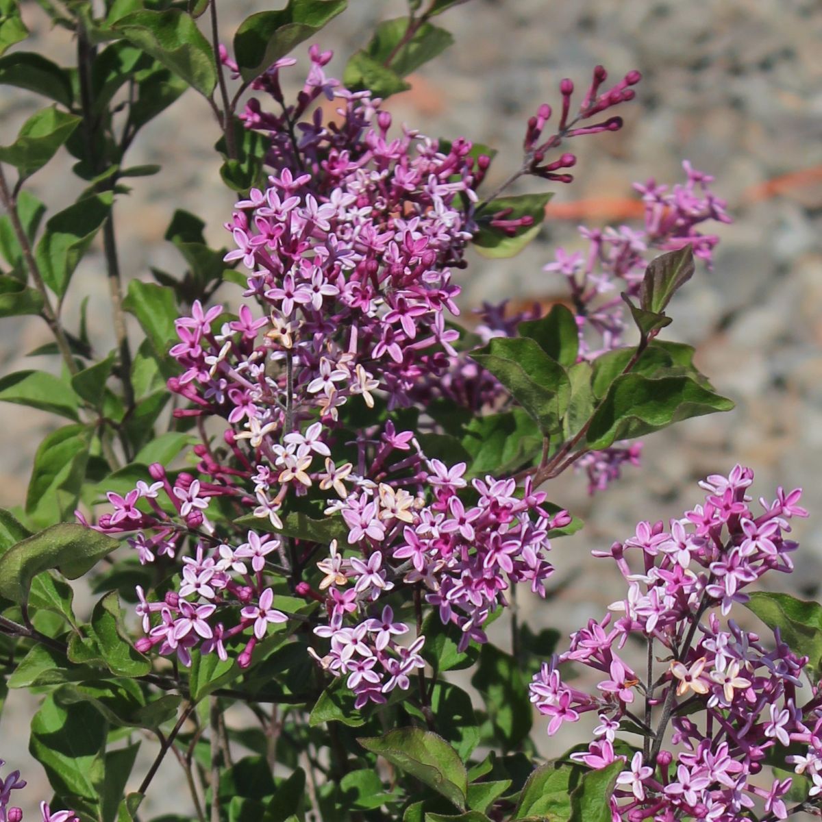 Syringa x COLOR CHOICE® BLOOMERANG® Dark Purple PW PP26549