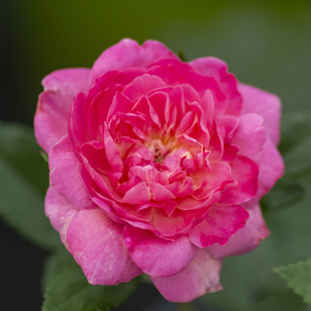 Rosa grand. Tahitian Treasure™ PP25655 (salmon pink)