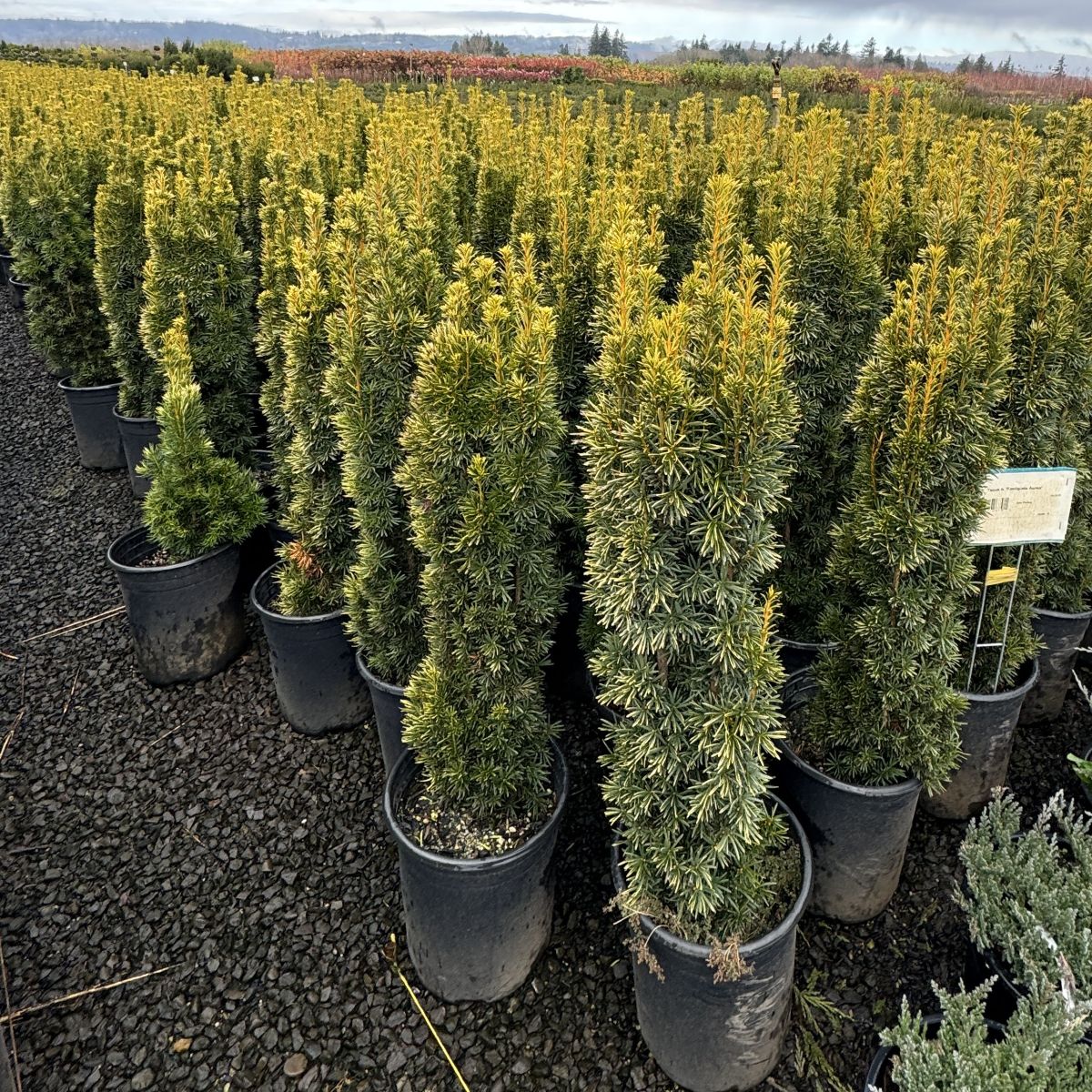 Taxus b. 'Fastigiata Aurea'