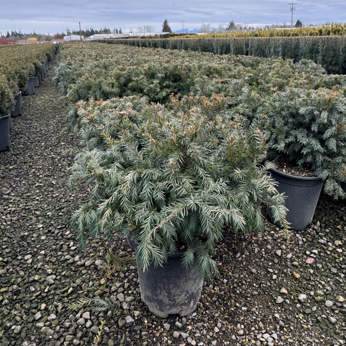 Taxus b. 'Repandens'