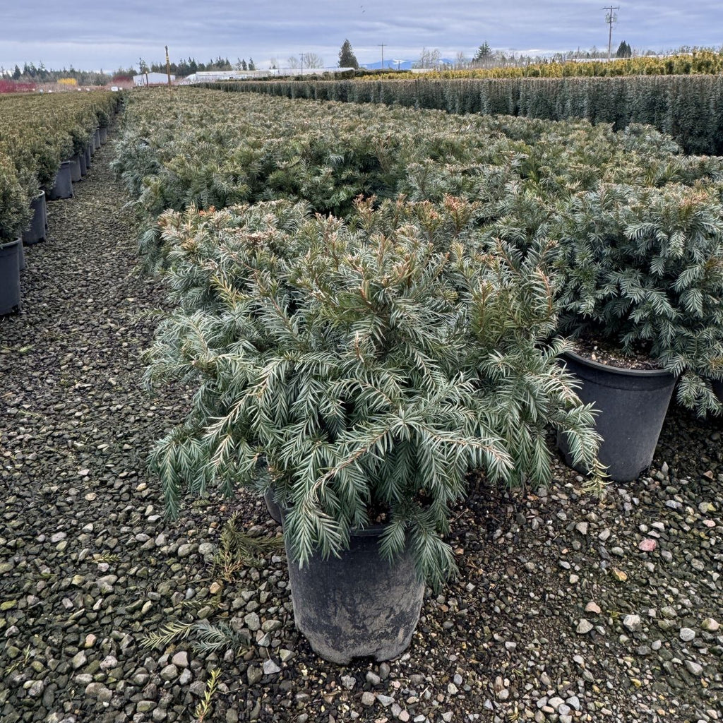 Taxus b. 'Repandens'