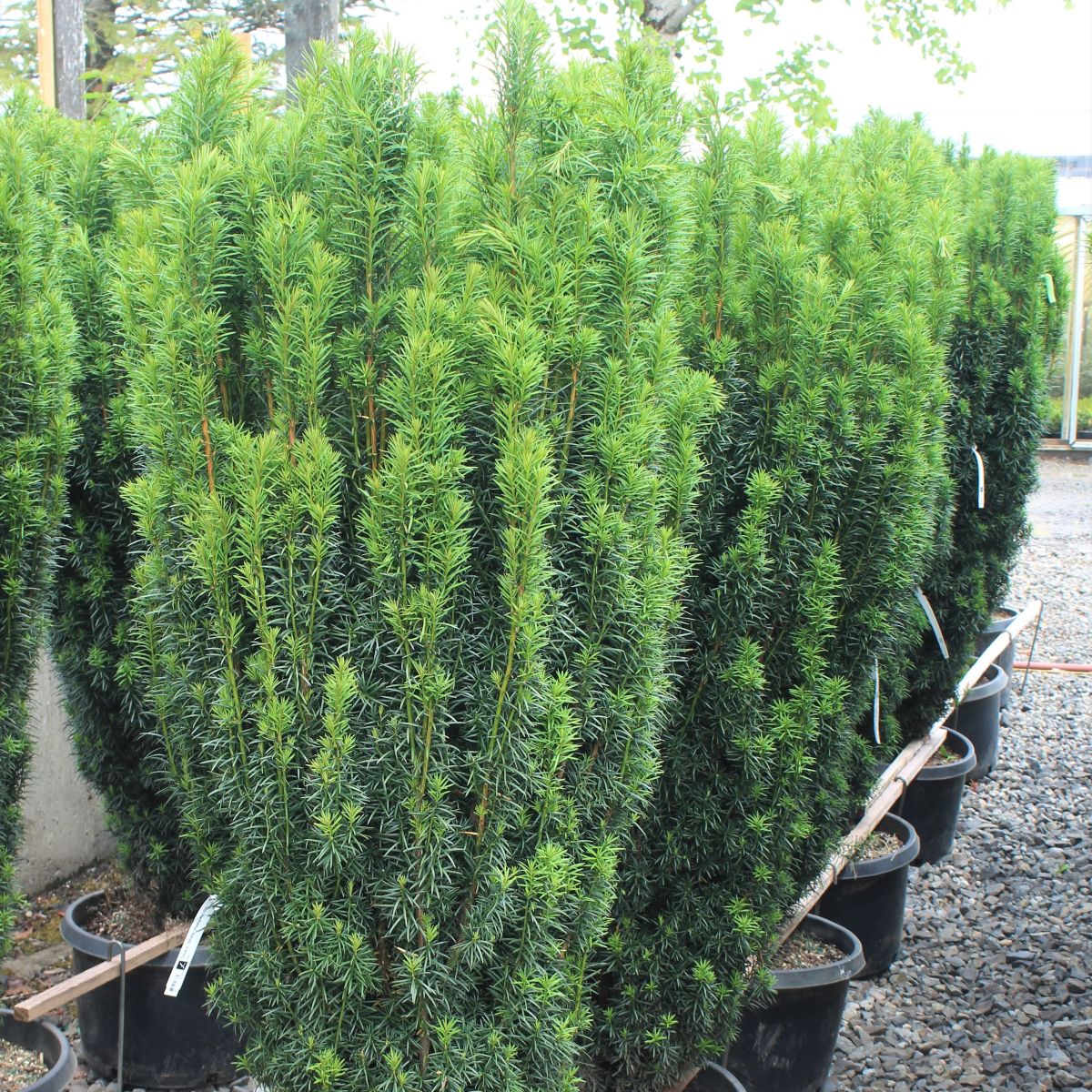 Taxus b. 'Stricta' (Fastigiata)