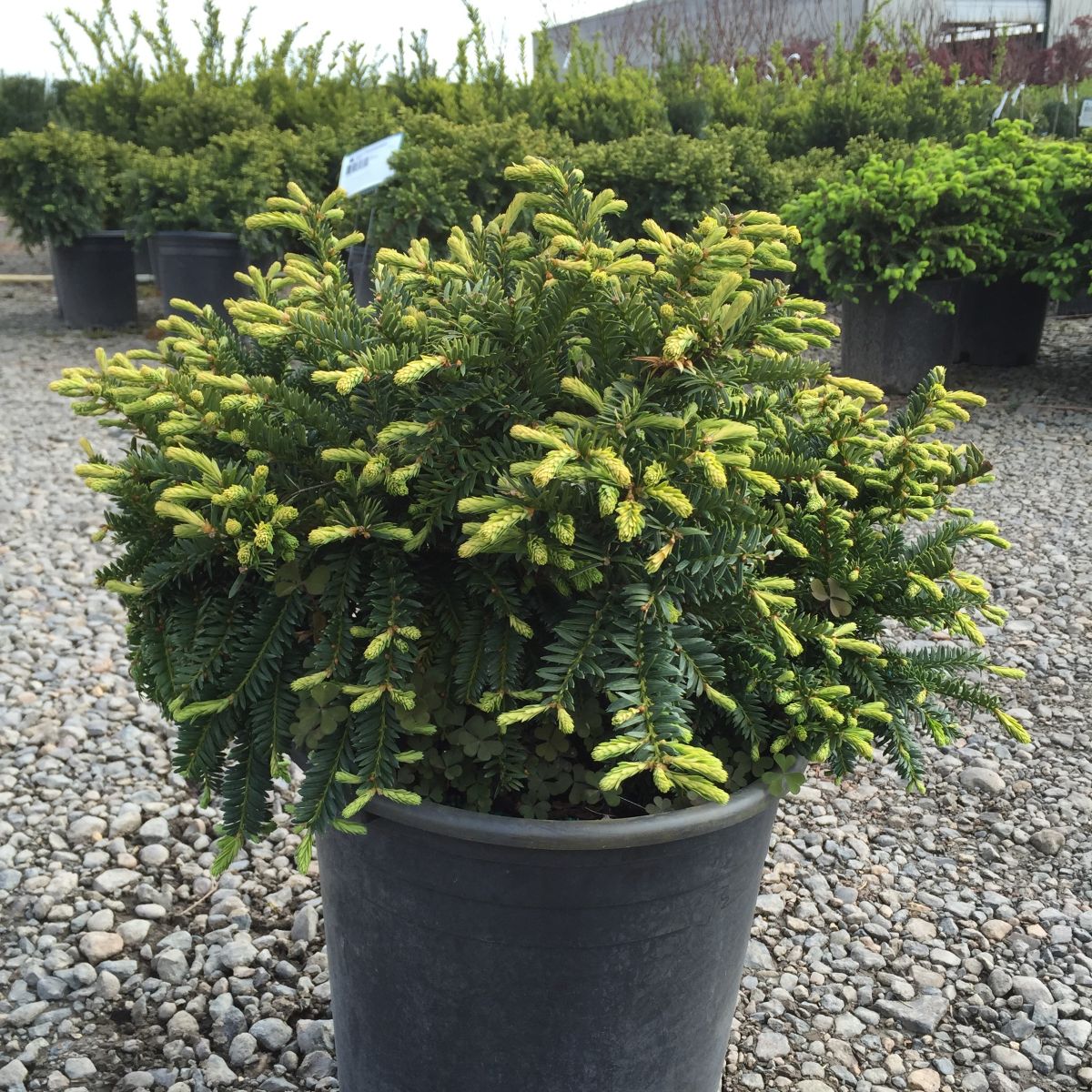 Taxus c. 'Emerald Spreader'® PP10335