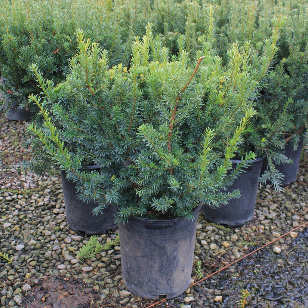 Taxus x m. 'Dark Green Spreader'