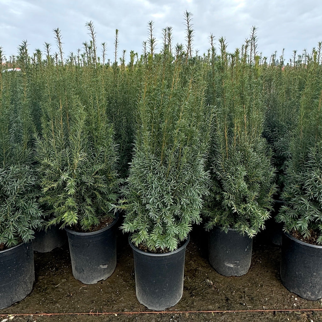 Taxus x m. 'H.M. Eddie' (CG)