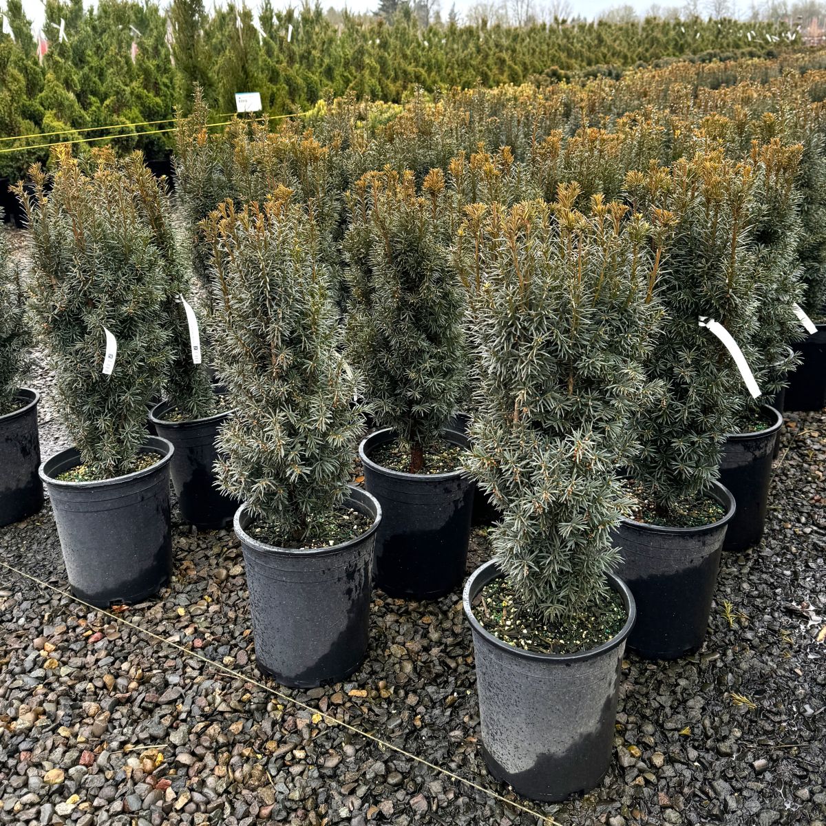 Taxus x m. 'H.M. Eddie'
