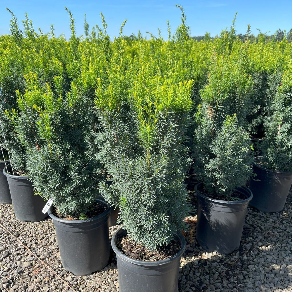 Taxus x m. 'Hicksii'