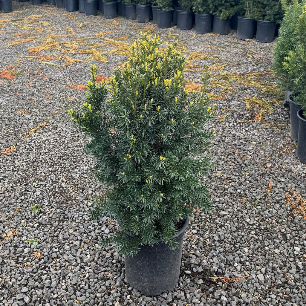 Taxus x m. 'Hicksii' (CG)