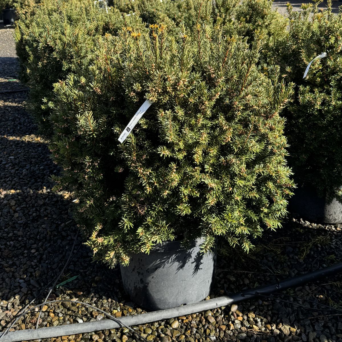 Taxus x media 'Fairview'