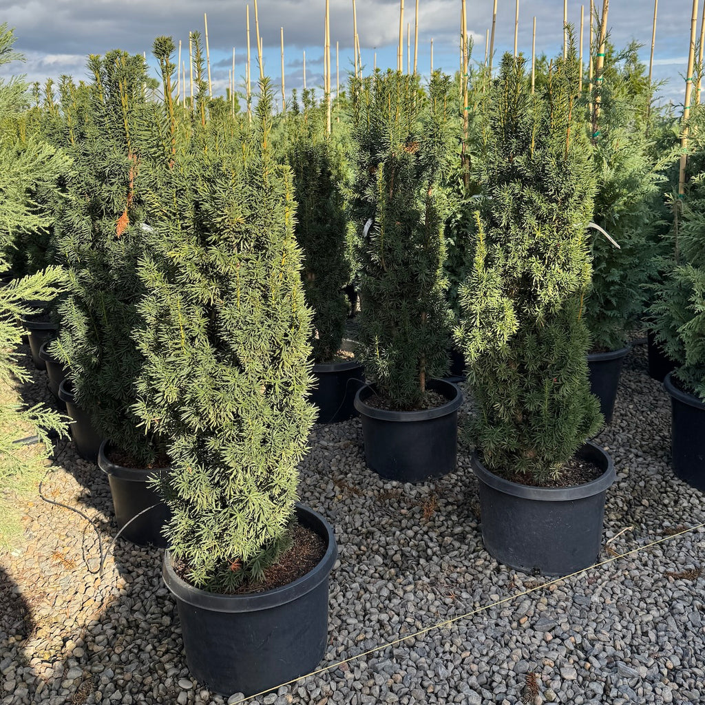 Taxus x media 'Flushing'