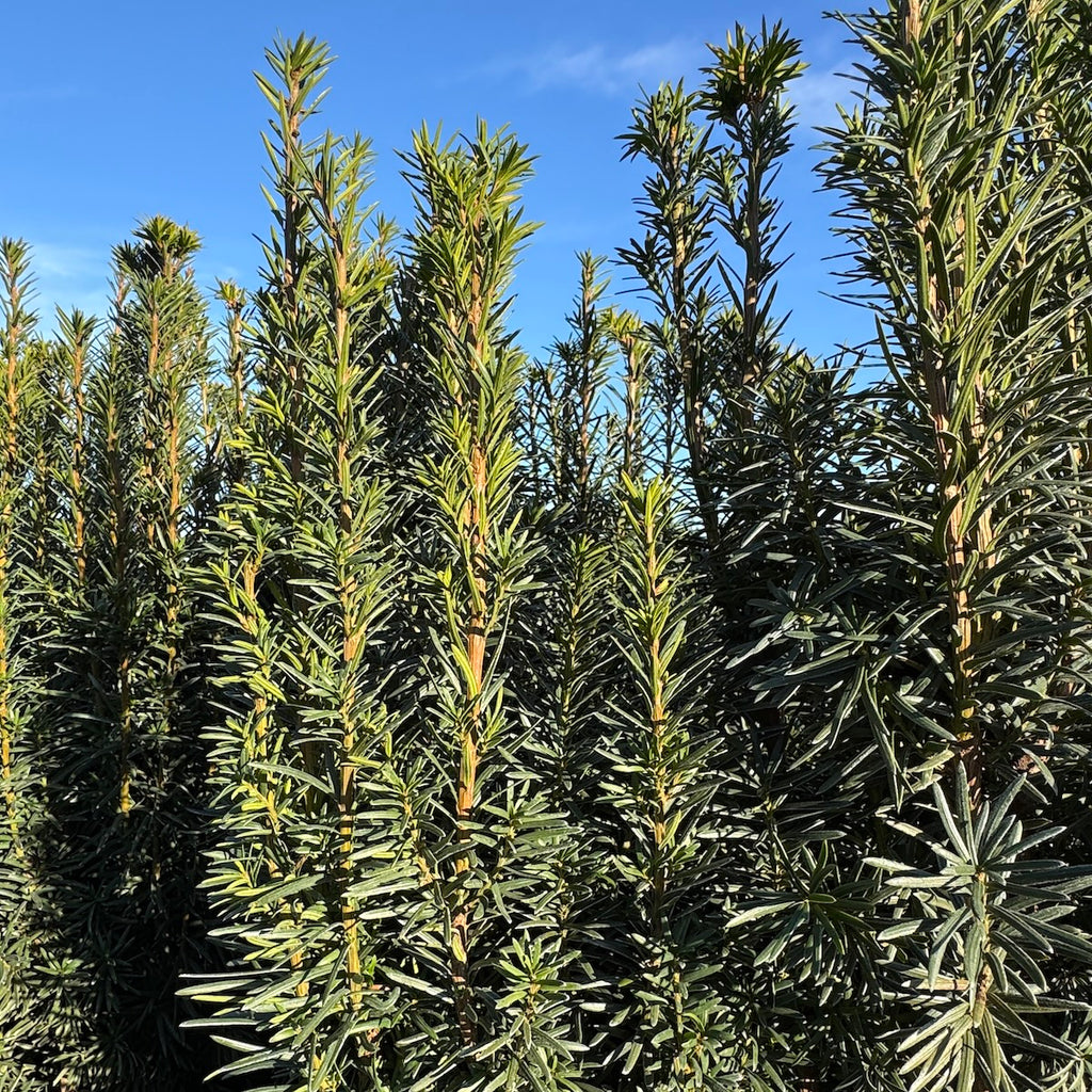 Taxus x media 'Maureen'