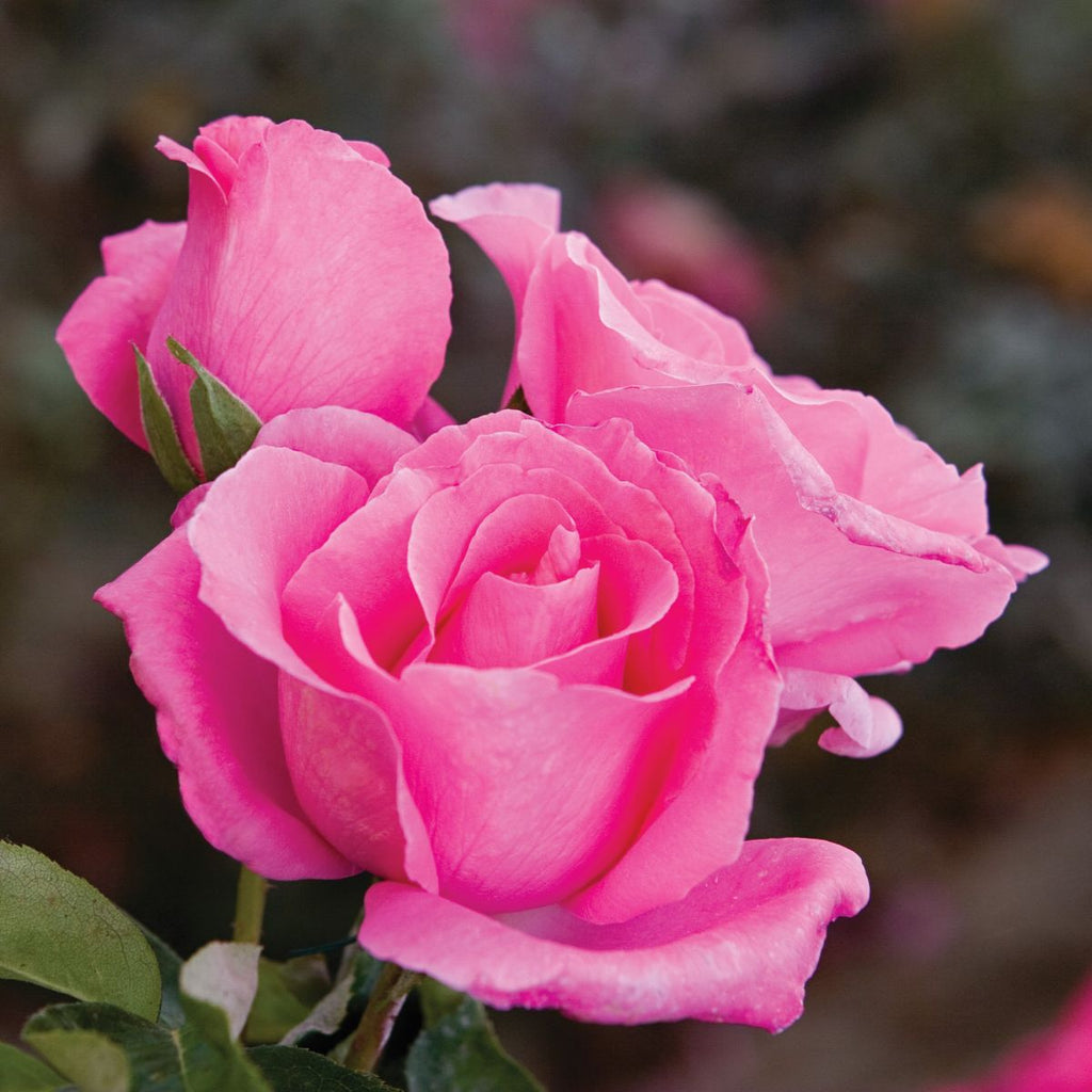 Rosa ht. 'The McCartney Rose' PP8391 (pink)