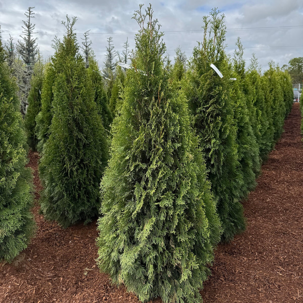 Thuja occ. 'Emerald Green'