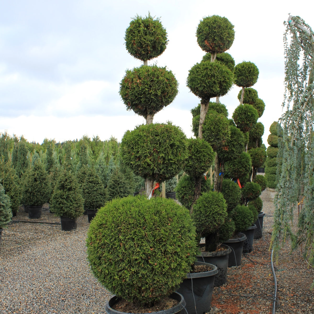 Thuja occ. 'Emerald Green', 4 Ball