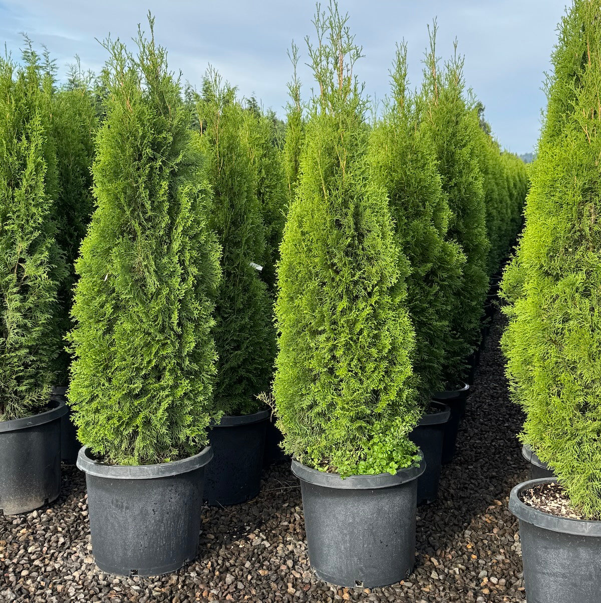 Thuja occ. 'Emerald Green'