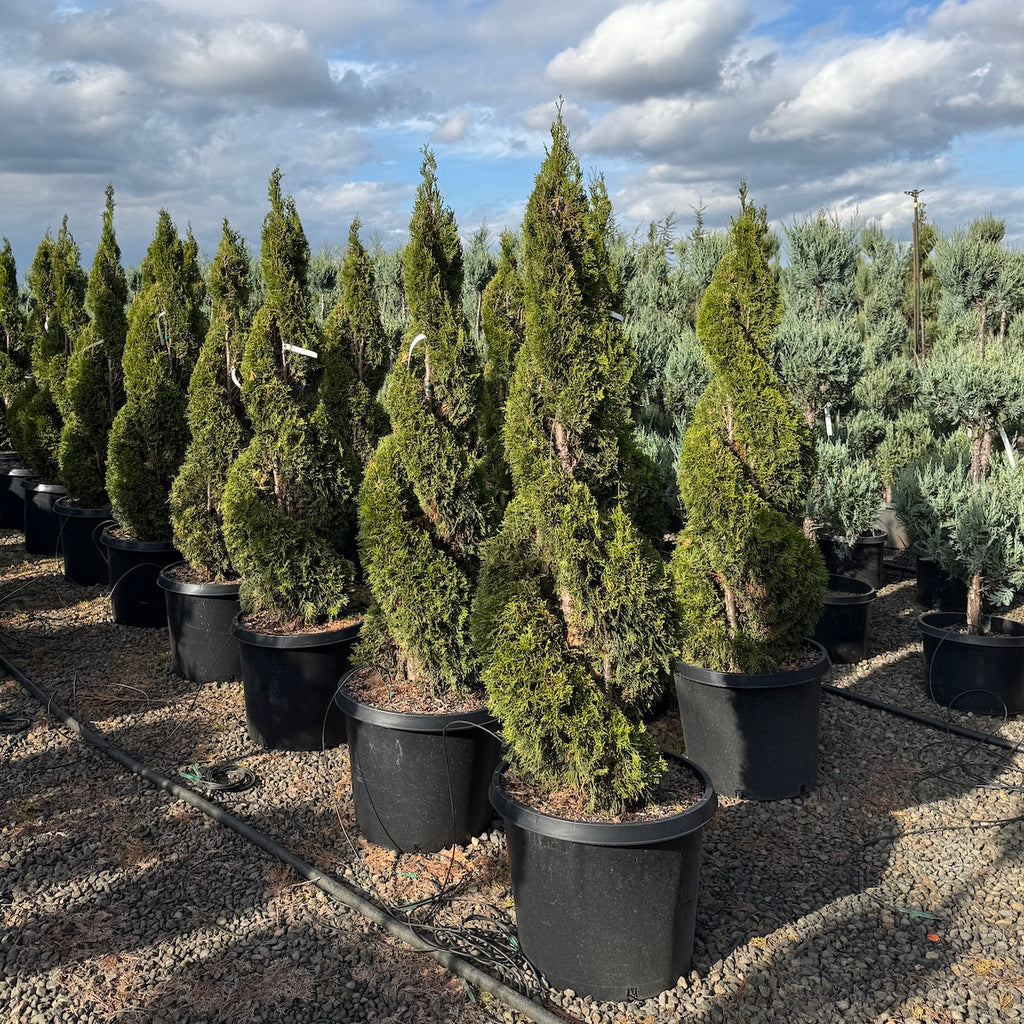 Thuja occ. 'Emerald Green', Double Spiral