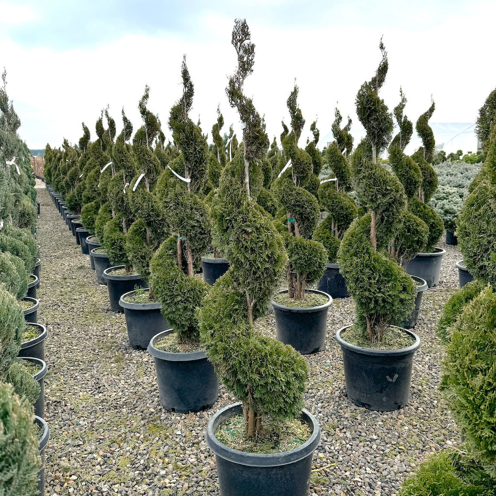 Thuja occ. 'Emerald Green', Spiral