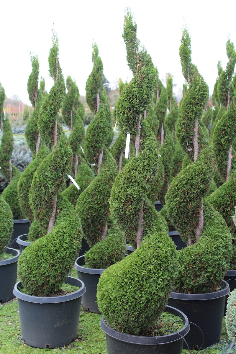 Thuja occ. 'Emerald Green', Spiral