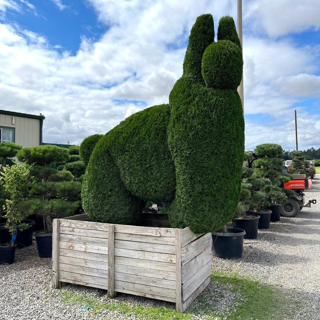 Thuja occ. 'Emerald Green', Llama (2-Plant)