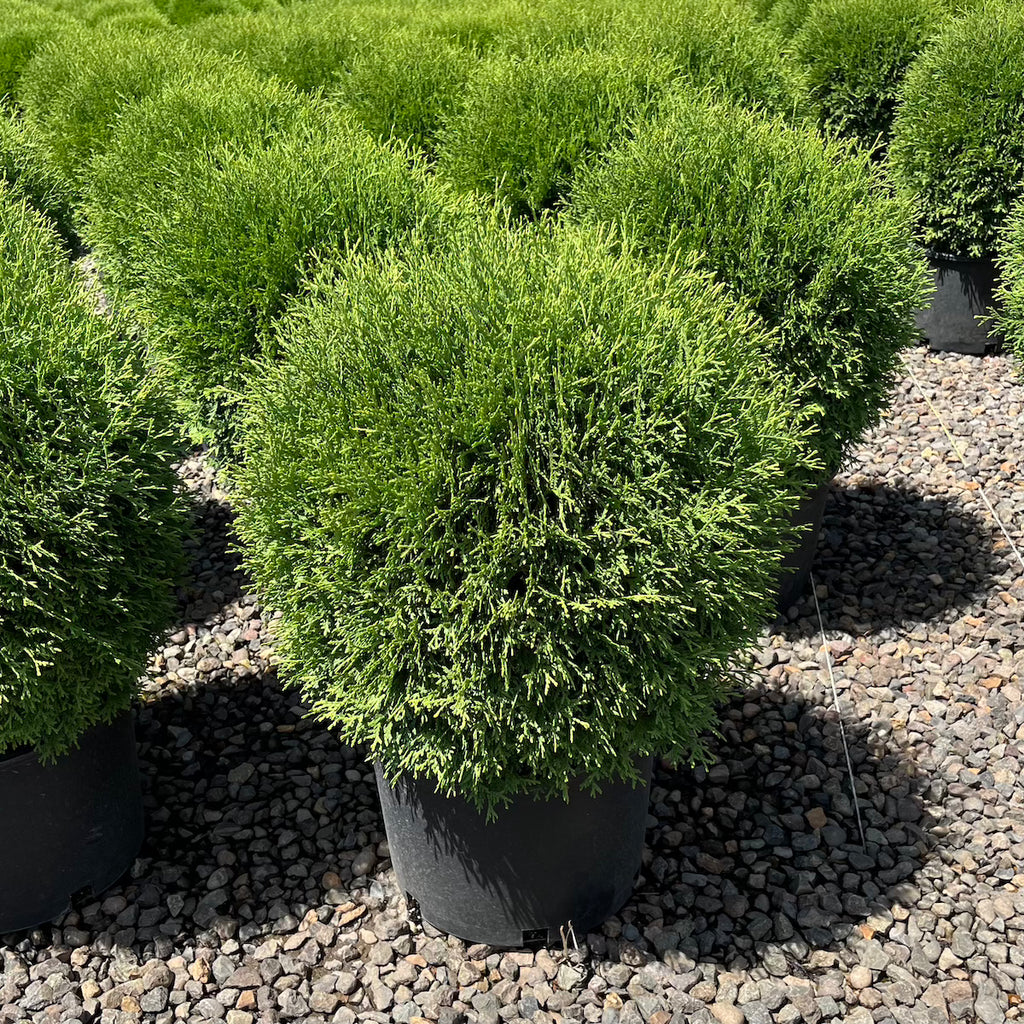 Thuja occ. 'Hetz Midget'