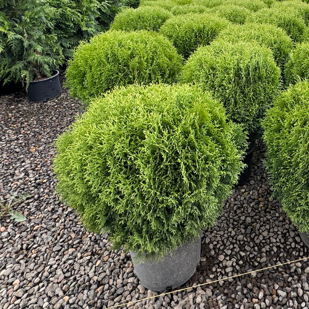 Thuja occ. 'Little Gem'