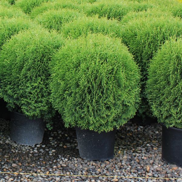 Thuja occ. 'Little Giant'