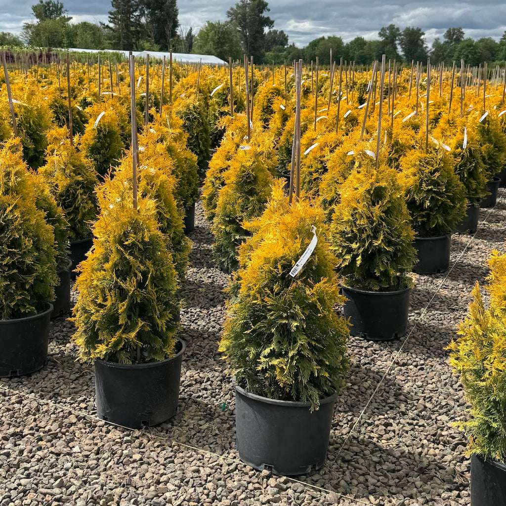 Thuja occ. 'Yellow Ribbon'