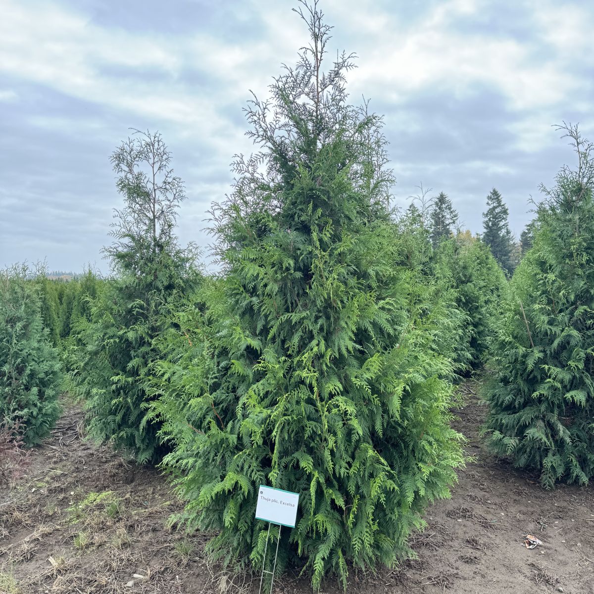 Thuja plicata 'Excelsa'