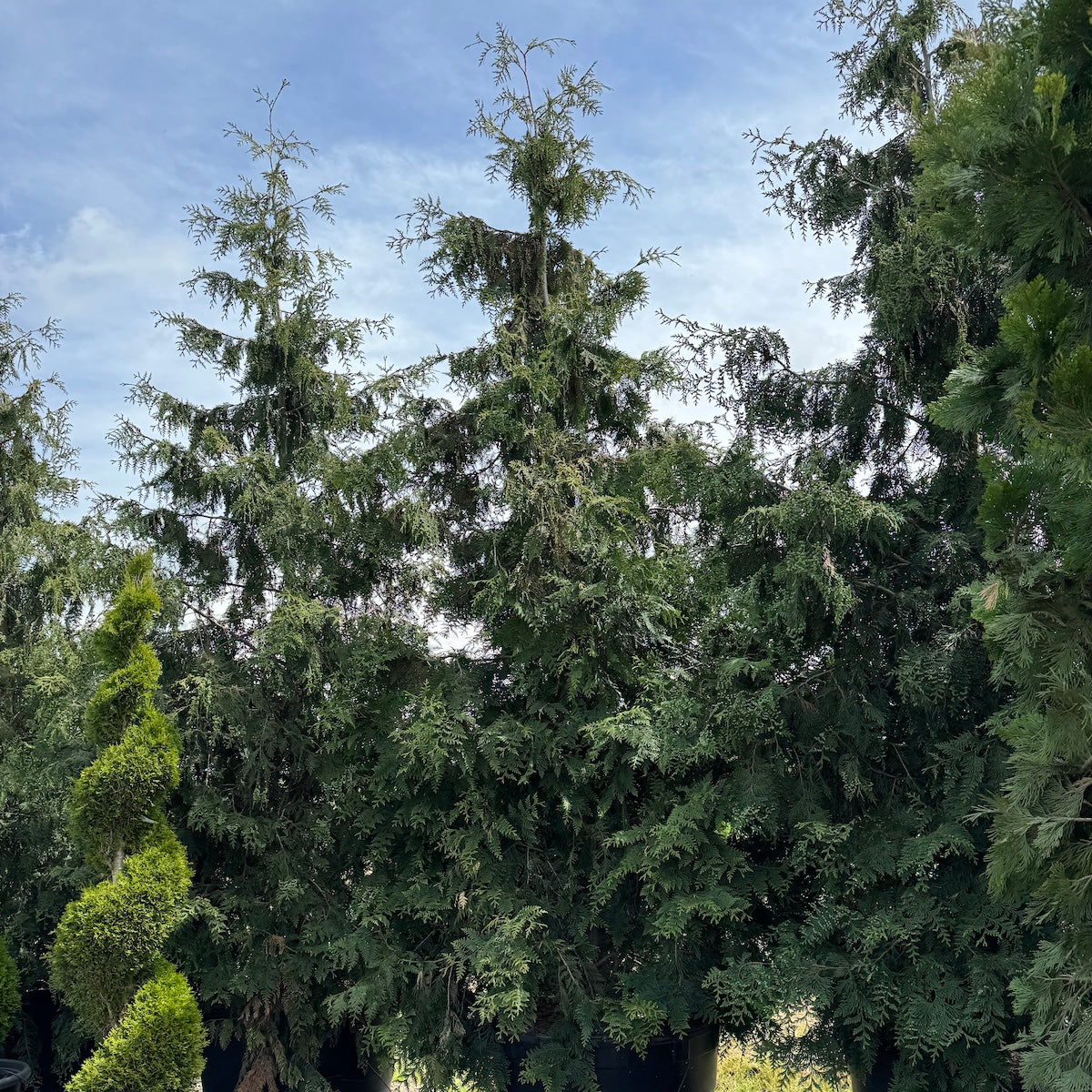 Thuja plicata 'Green Giant'