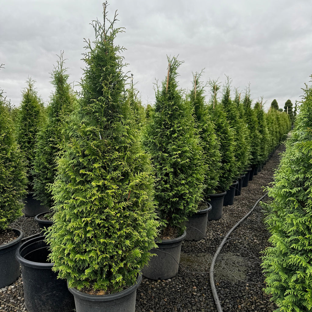 Thuja plicata