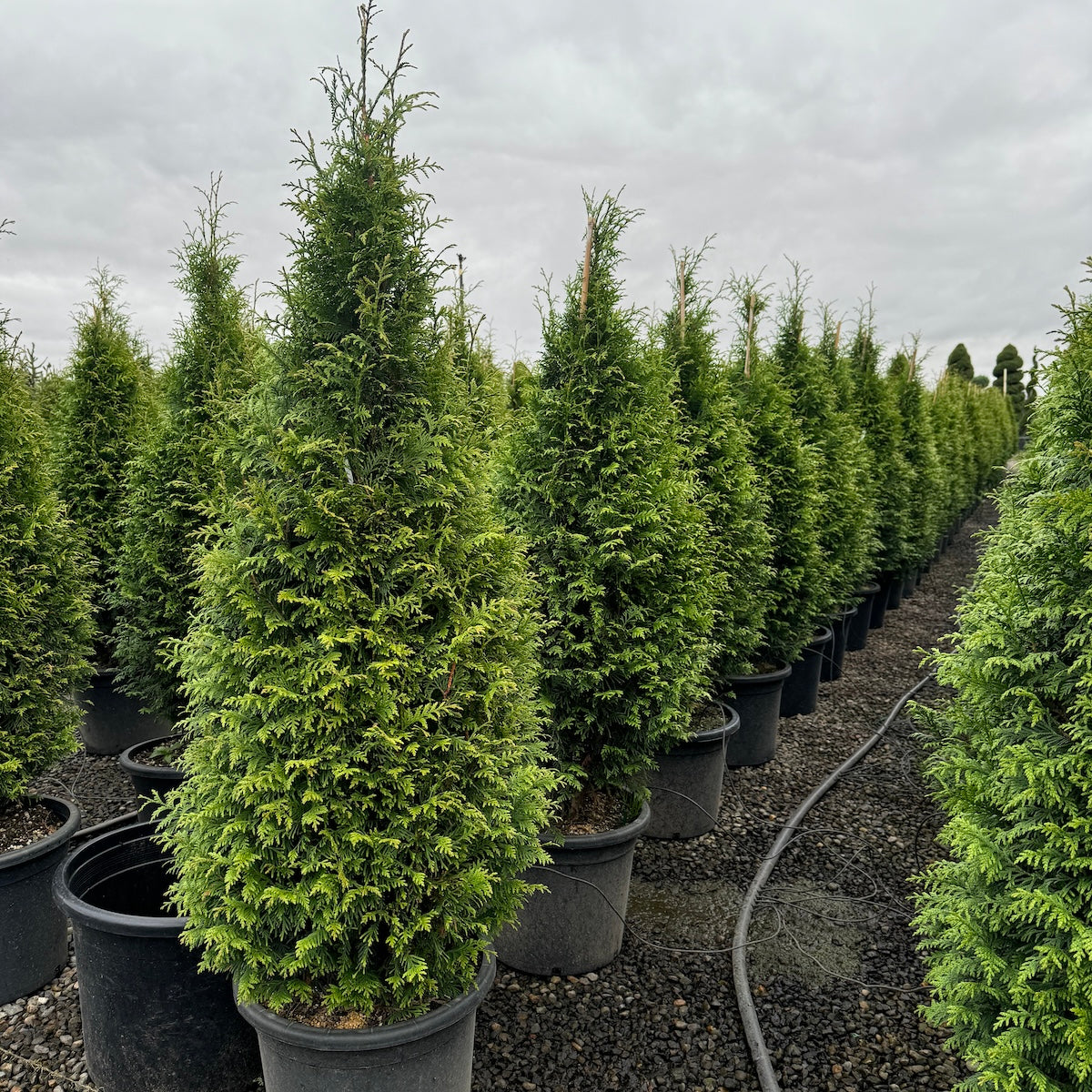 Thuja plicata 'Northern Spire' PP31298