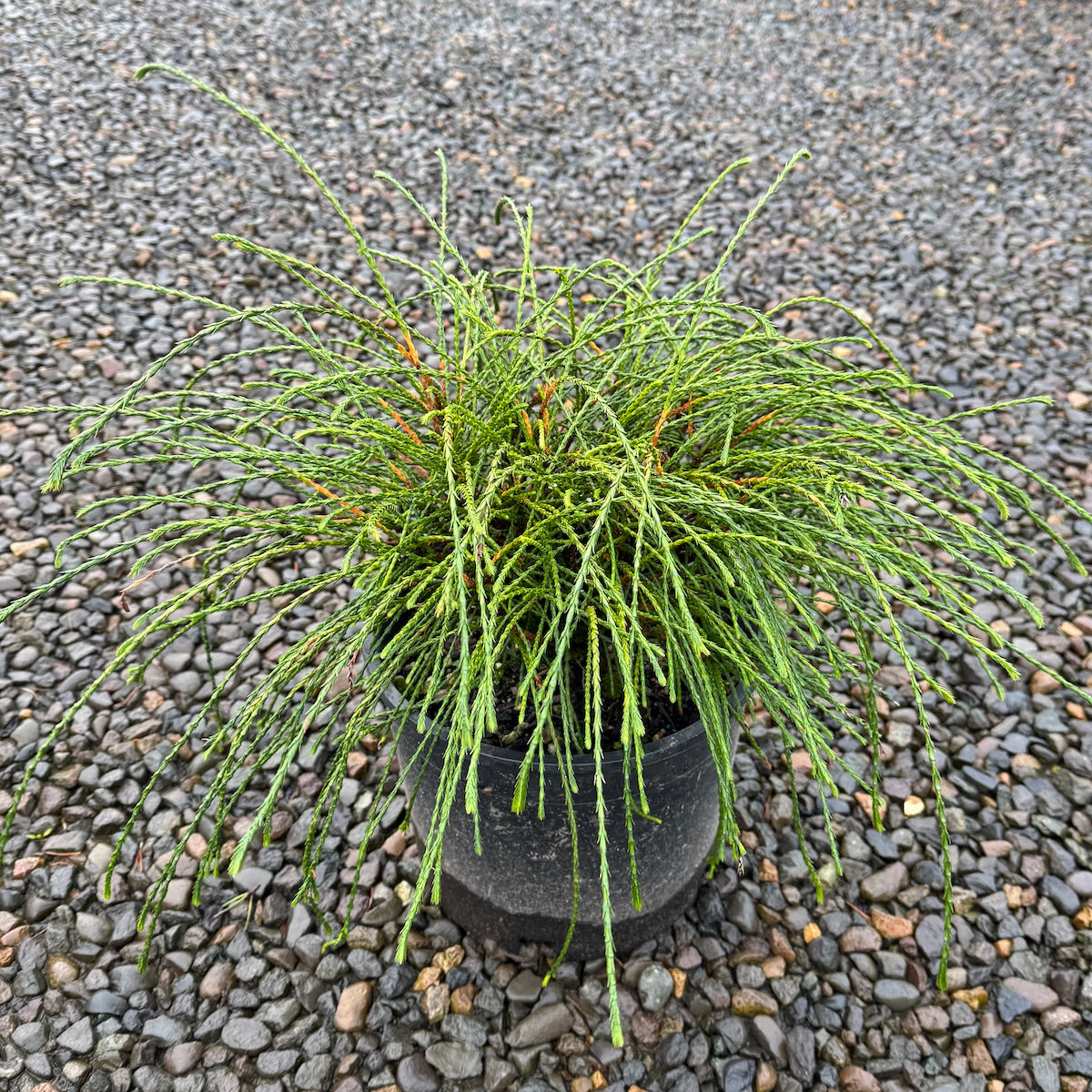 Thuja plicata 'Whipcord'