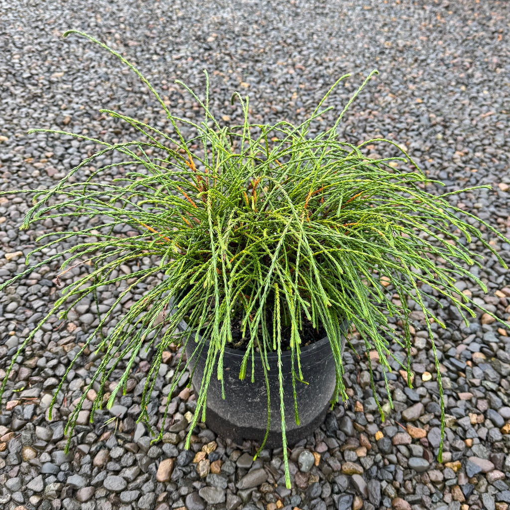 Thuja plicata 'Whipcord'