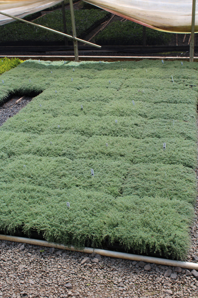 Groundcover, Thymus pseudolanuginosus (wooly)- 25 per flat
