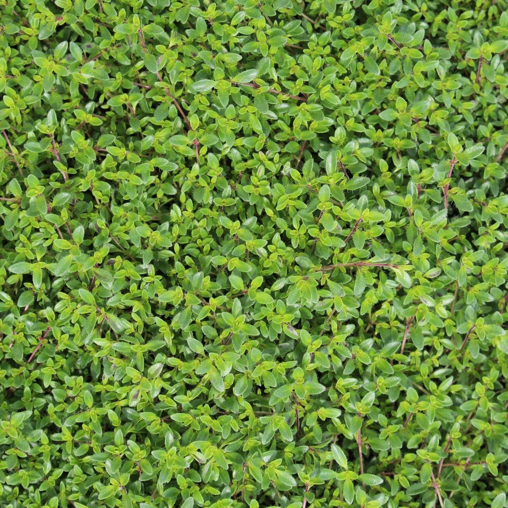Groundcover, Thymus s. 'Coccineus'- 25 per flat