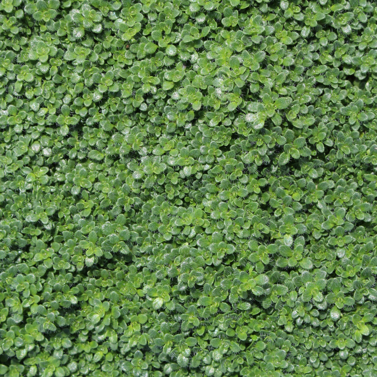 Groundcover, Thymus s. 'Elfin'- 25 per flat