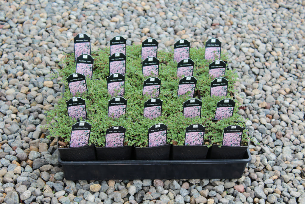 Groundcover, Thymus s. 'Pink Chintz'- 25 per flat