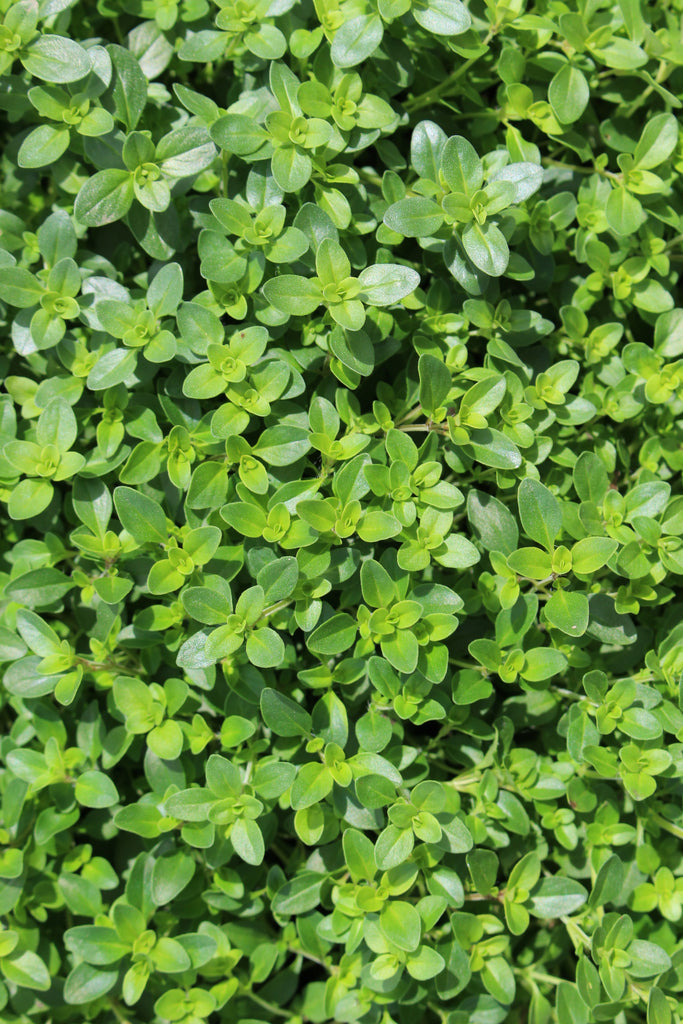 Groundcover, Thymus serphyllum- 25 per flat