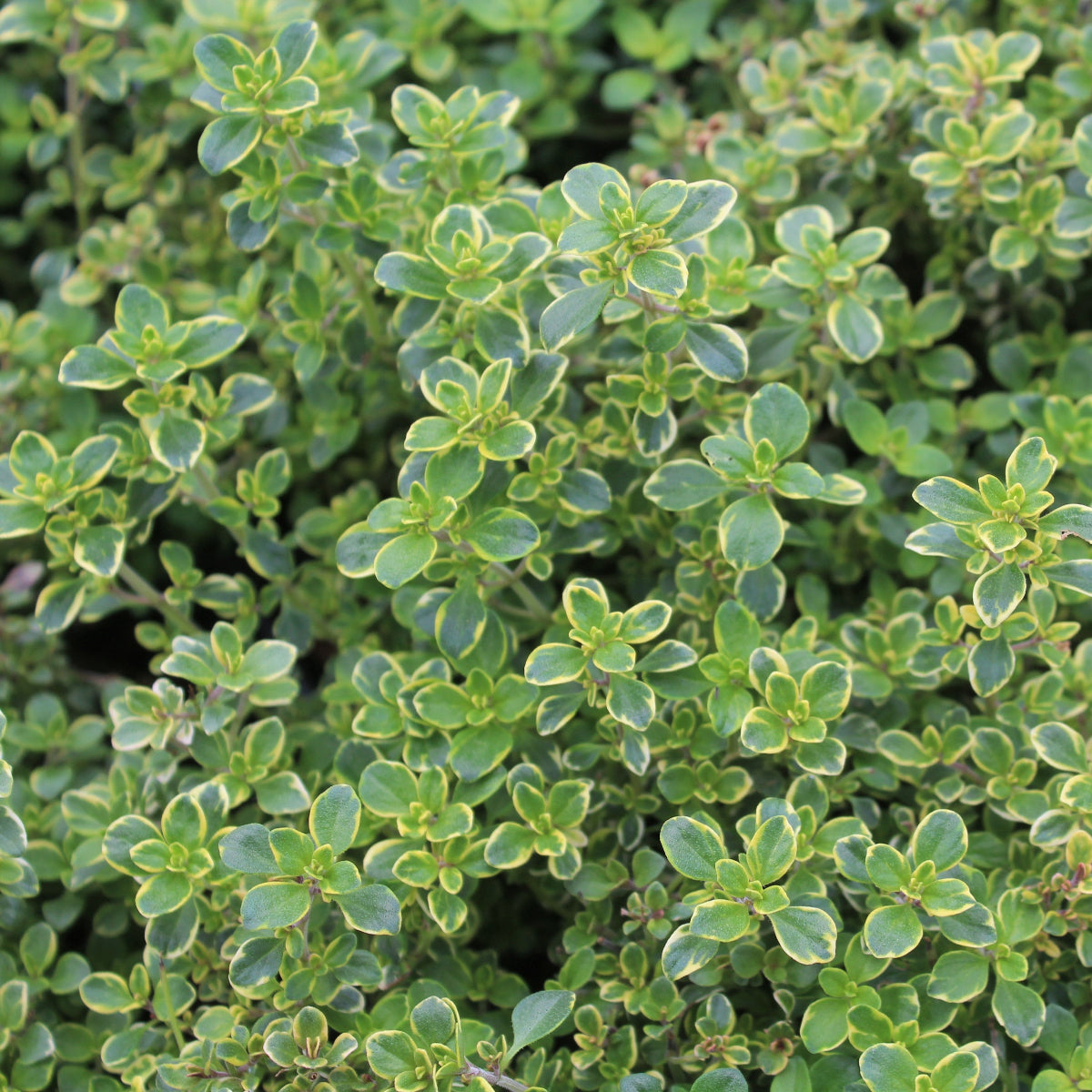 Groundcover, Thymus x citriodorus 'Lemon Variegated'